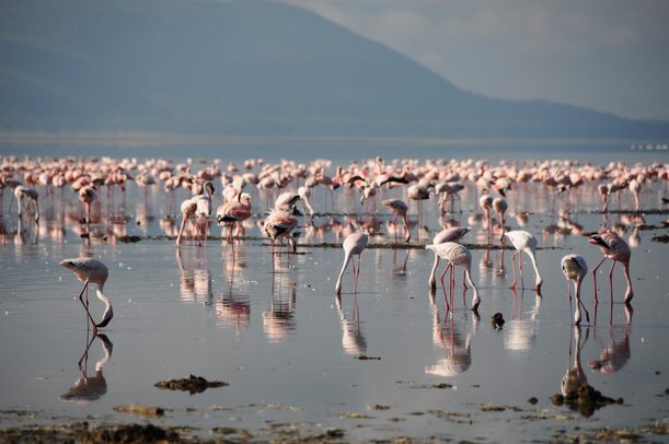flamingi_Nakuru Park
